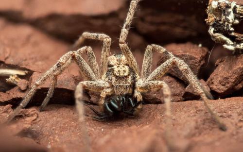 Réf. 302 736 : Thanatus sp.